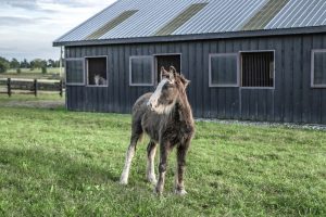 Staldinventar skal virkelig gøres grundigt rent!